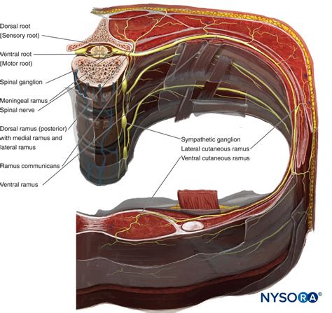 Thoracic and Lumbar Paravertebral Block - Landmarks and Nerve Stimulator Technique - NYSORA