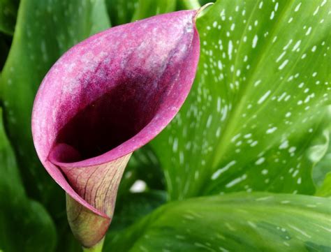 Calla Lily Water Requirements - How And When To Water Calla Lilies