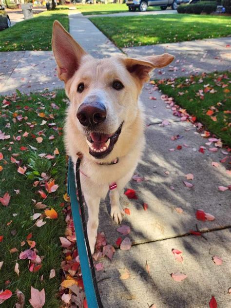 Dog for adoption - Opal, a White German Shepherd in Detroit, MI | Petfinder