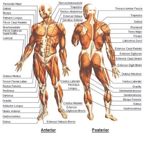 Knowing Which Muscle Groups to Work First to Maximize Your Results - Vertex Fit