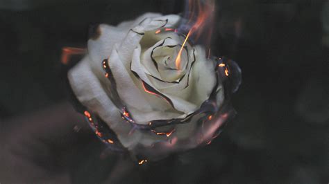 2560x1440 Rose Fire Photography Smoke 1440P Resolution HD 4k Wallpapers, Images, Backgrounds ...