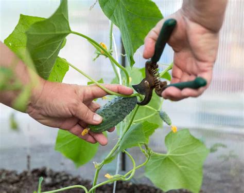 Why Are My Cucumbers Growing Round? | ODH