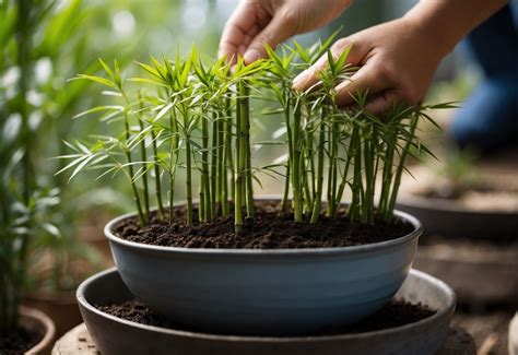 Growing Bamboo in Pots: Tips and Tricks for Successful Cultivation ...