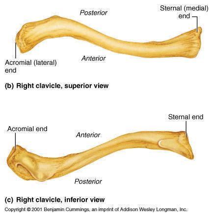 Anatomy Of Clavicle Bone - Anatomical Charts & Posters