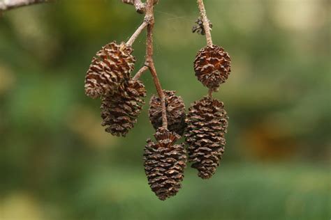 About Red alder | Tree Identification, Properties & Uses | Hardwood species | naturally:wood