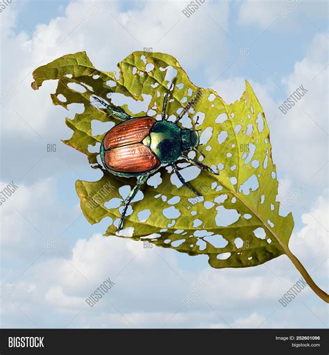 Japanese Beetle Damage Image & Photo (Free Trial) | Bigstock