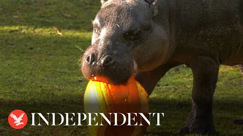 Hungry hippo feasts on pumpkins for Halloween treat at Chicago zoo - YouTube