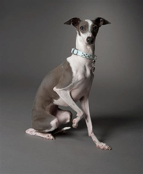 Italian Greyhound - Temperament, Lifespan, Shedding, Puppy