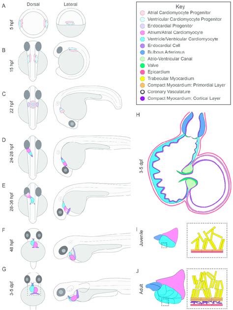 Zebrafish Embryo Heart