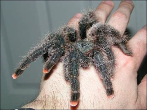 Meet The GUYANA PINK TOE TARANTULA! – Things Guyana