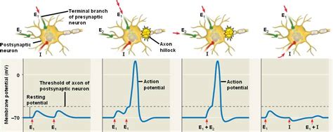 Postsynaptic potential summation; Neurophysiology Summation