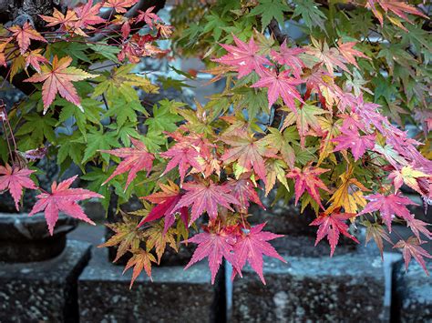 FROM THE GARDEN OF ZEN: Autumn leaves: Engaku-ji