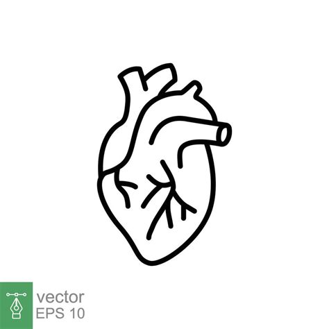 Human heart icon. Simple outline style. Internal organ, real, cardiology, cardiac anatomy ...