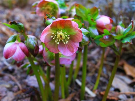 Zone 4 Shade Gardening: Choosing Cold Hardy Plants For A Shade Garden