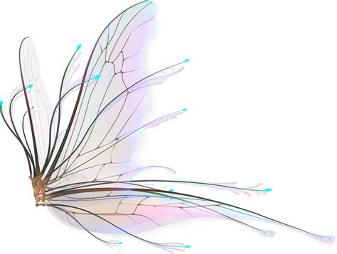 Fairy Wings PNG, Fairy Wings Transparent Background - FreeIconsPNG