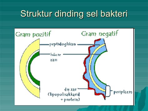 Apakah Bakteri Memiliki Dinding Sel - Homecare24