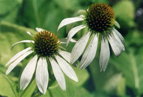 File:Echinacea purpurea 'alba'.jpg - Wikimedia Commons