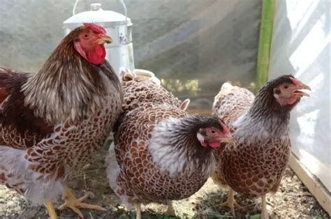 Wyandotte Chicken - Silver Laced, Colors, Eggs, Breed & More