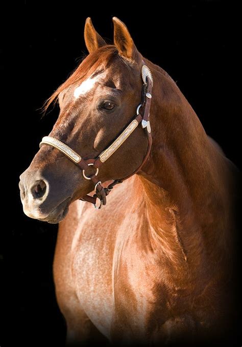 50 best cutting horses images on Pinterest | Cutting horses, Quarter horses and Cuttings