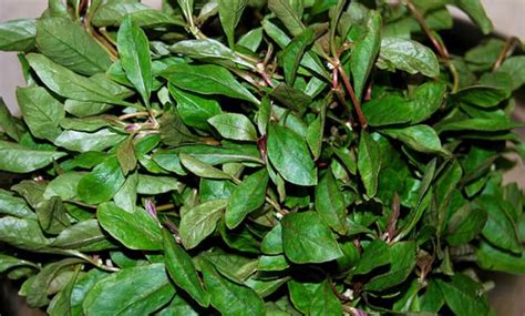 11 Health Benefits Of Alternanthera Sessilis (Joy Weed-Ponnanganni)