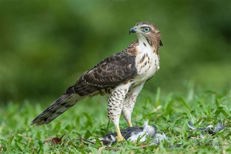 Crested Goshawk – Singapore Birds Project