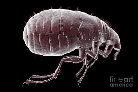 Flea Pulex Irritans Photograph by Science Picture Co - Fine Art America