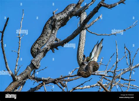 African Rock Python (Python sebae) feeding on Bee-eater (Merops sp), Marakele National Park ...