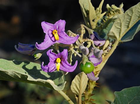 Flower Gallery :: Solanaceae :: D80A4259