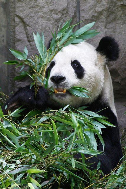 Giant Pandas in Beijing Zoo