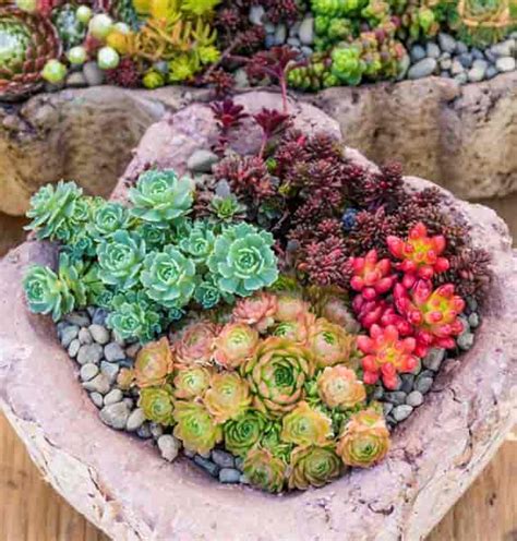 How To Plant Succulents Outdoors In Containers - Outdoor Lighting Ideas