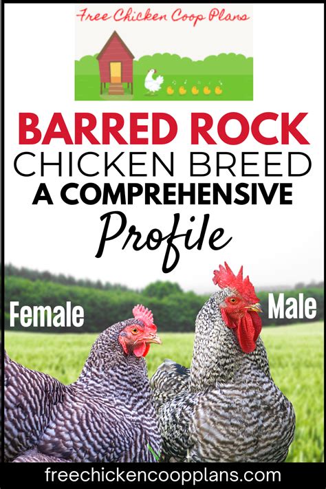 Barred Rock Chicken Breed - A Comprehensive Look in 2021 | Barred rock chickens, Chicken breeds ...