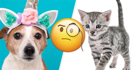 What Dog Breed And Cat Breed Combination Are You?-BuzzFun Quizzes