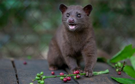 civet, Animals, Nature Wallpapers HD / Desktop and Mobile Backgrounds