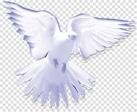 Christian Holy Spirit in Christianity Pigeons and doves, holy Spirit transparent background PNG ...