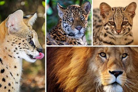 All Types of Wild Cats and Where to See Them in the Wild