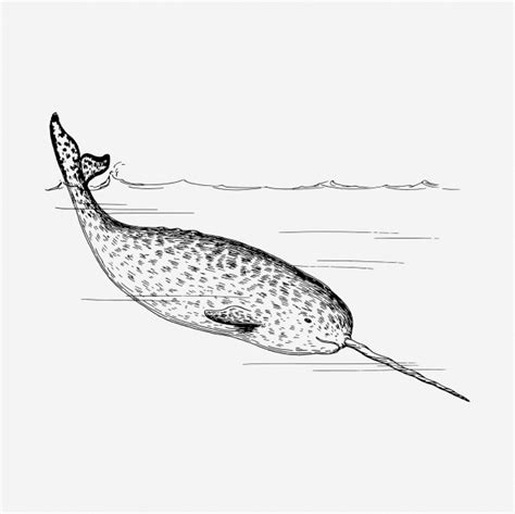 Narwhal Whale Vintage Clipart Free Stock Photo - Public Domain Pictures