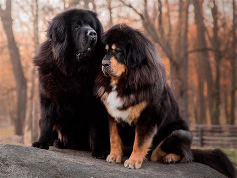 Once-Prized Tibetan Mastiffs Are Discarded As Fad Ends In China The New ...