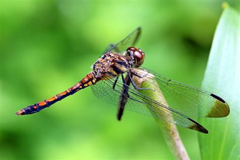 Brown Dragonfly · Free Stock Photo