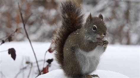 Squirrel in the snow - YouTube