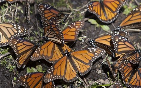 Qué más hacer si vas a visitar a la Mariposa Monarca en Michoacán ...