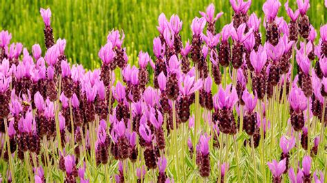 Best lavender varieties – 14 perfumed beauties for…