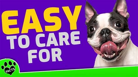 Top 7 Small Dogs That Are Easy to Take Care of - Dogs 101 - YouTube