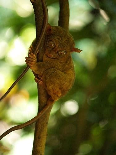 Tarsier Facts - Animal Facts Encyclopedia