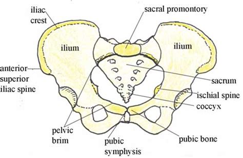 True And False Pelvis Diagram - Wiring Diagram Pictures