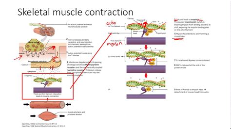 Skeletal Muscle Contraction Types