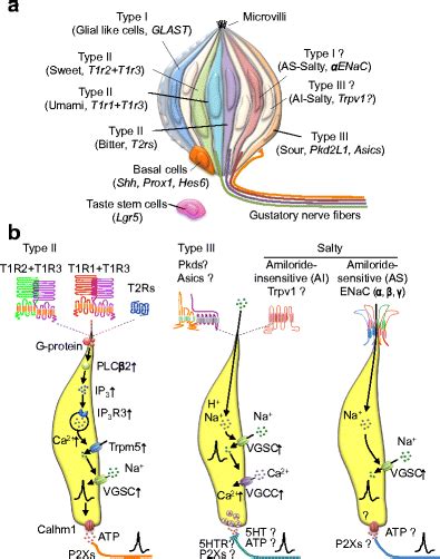 Schematic representation of a taste bud, taste cells, taste nerve ...