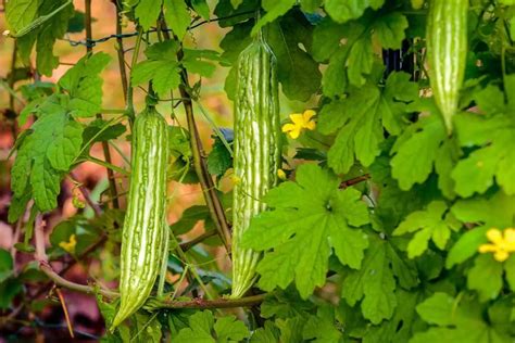 Growers Guide for Ampalaya - Gardenia Organic