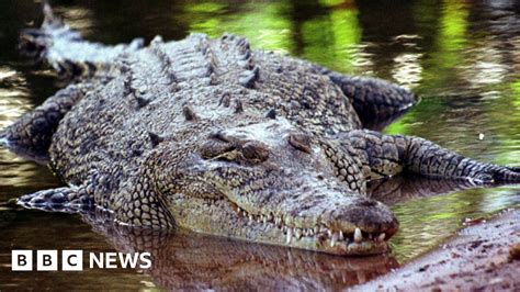 Australian farmer Colin Deveraux survives crocodile attack by biting back