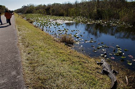 Voyagers: Shark Valley @ Everglades National Park