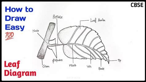 The leaf is the most important part which enables the plant to make its own food. Leaves are of ...